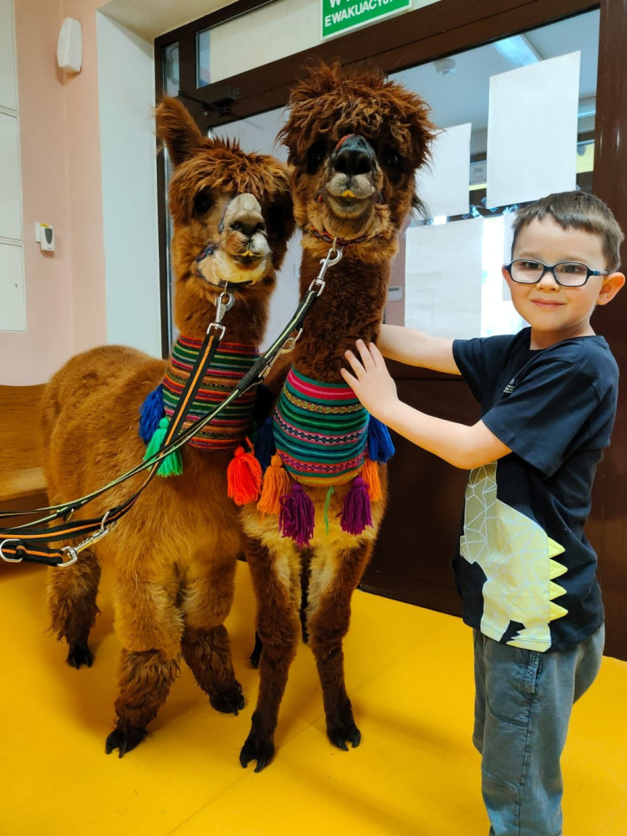Alpaki w przedszkolu