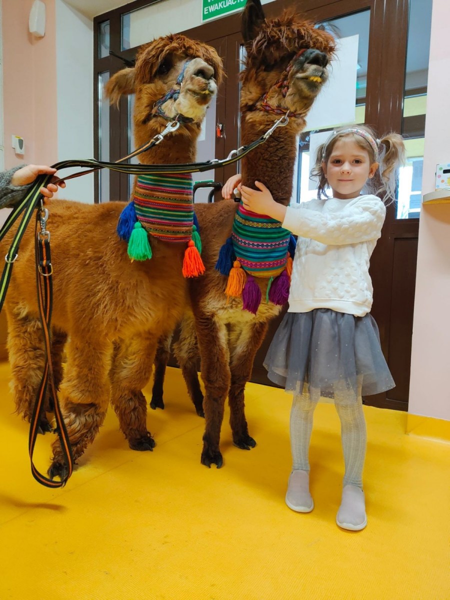 Alpaki w przedszkolu