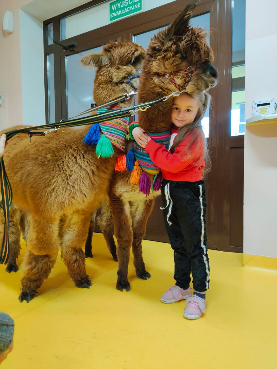 Alpaki w przedszkolu