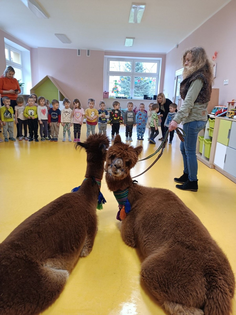 Alpaki w przedszkolu