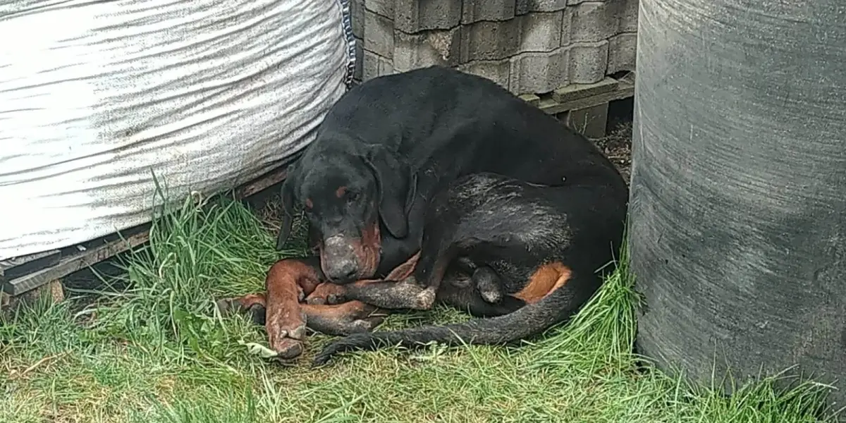 Doberman