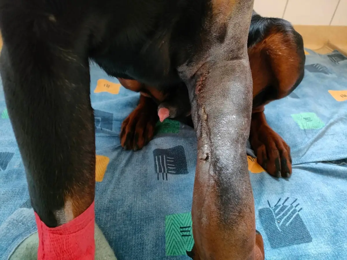 Doberman