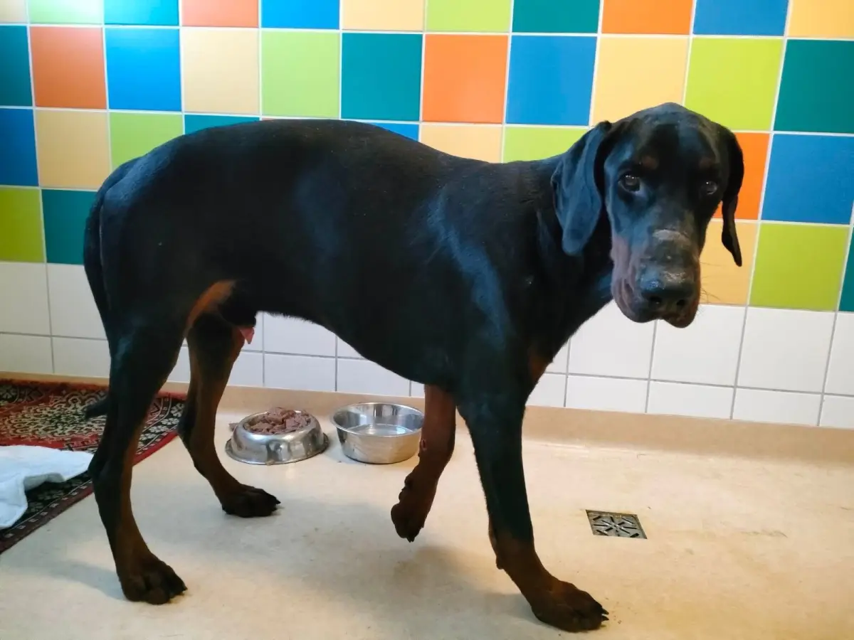 Doberman