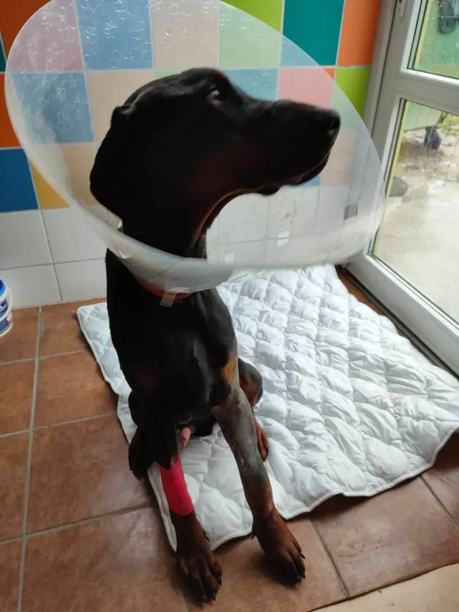 Doberman