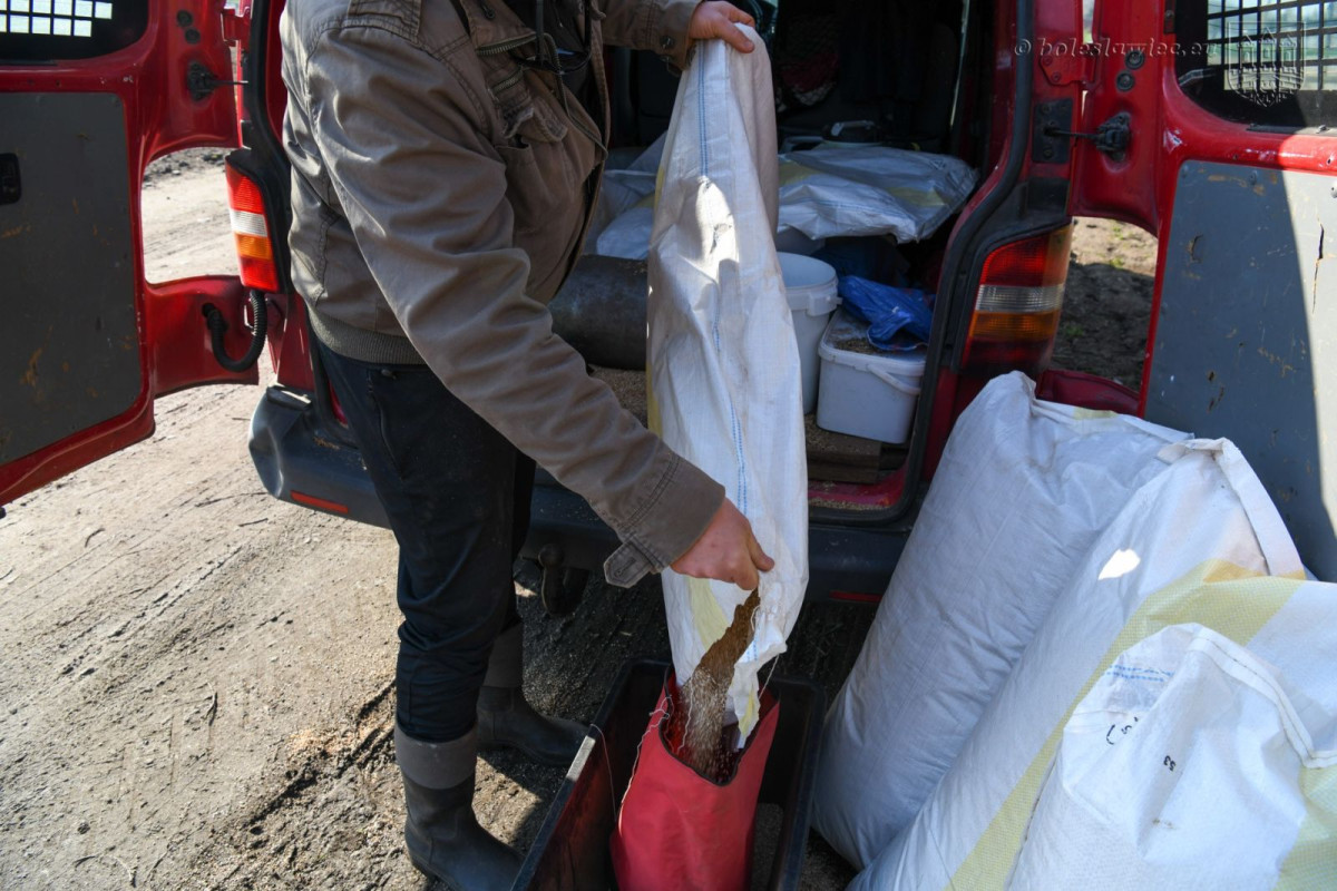 Powstają kwietne łąki w Bolesławcu