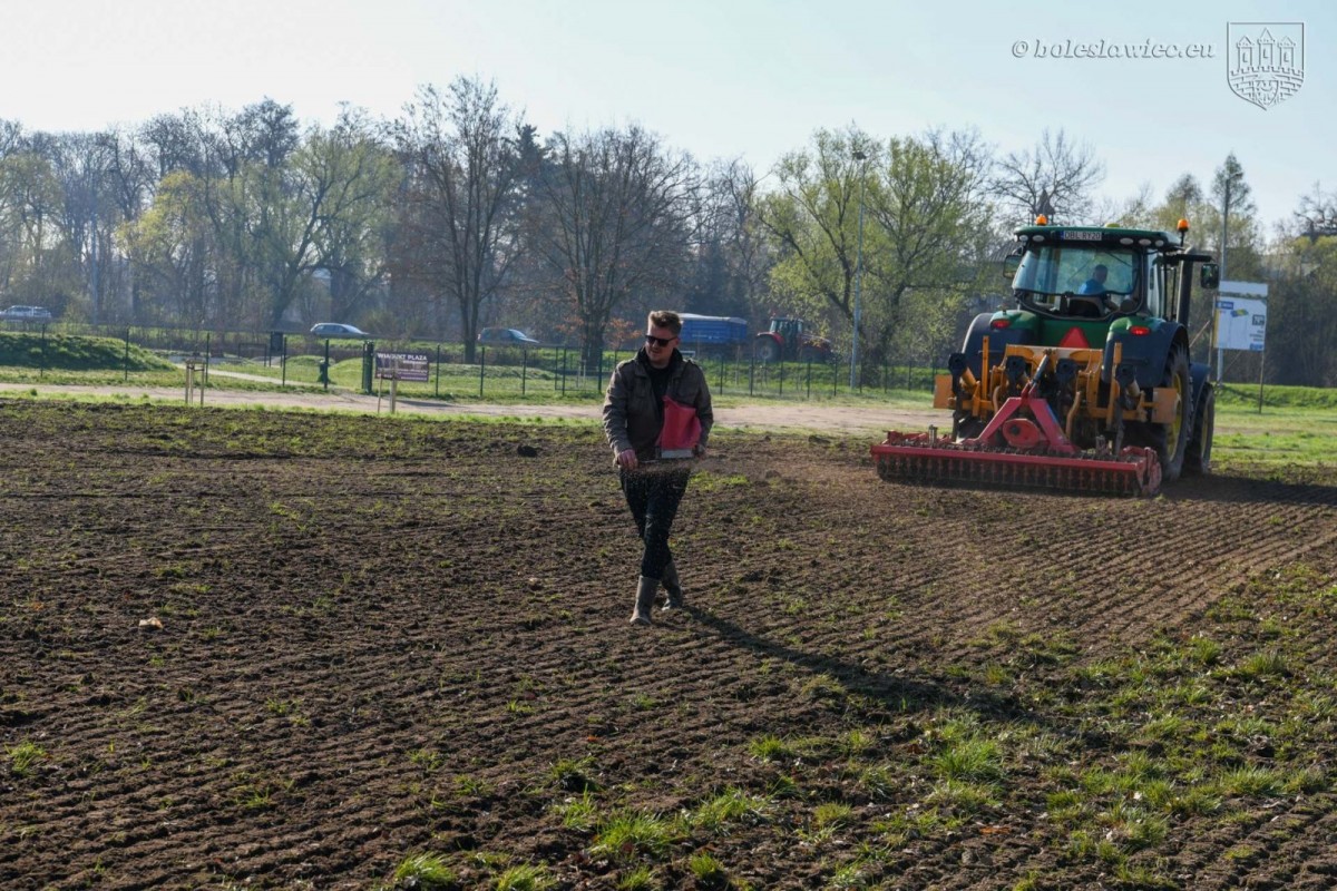 Powstają kwietne łąki w Bolesławcu
