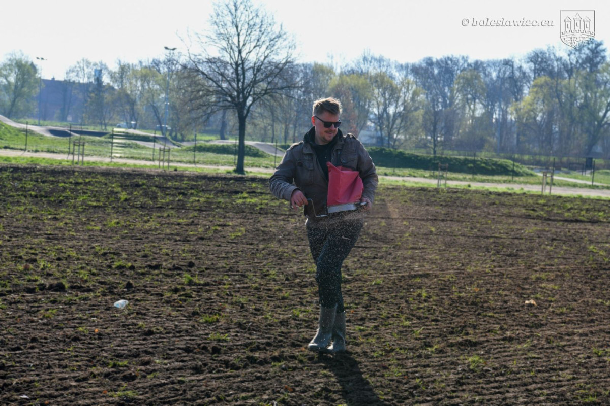 Powstają kwietne łąki w Bolesławcu