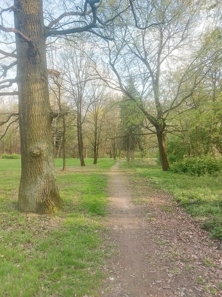 Skoszone trawy w Bolesławcu
