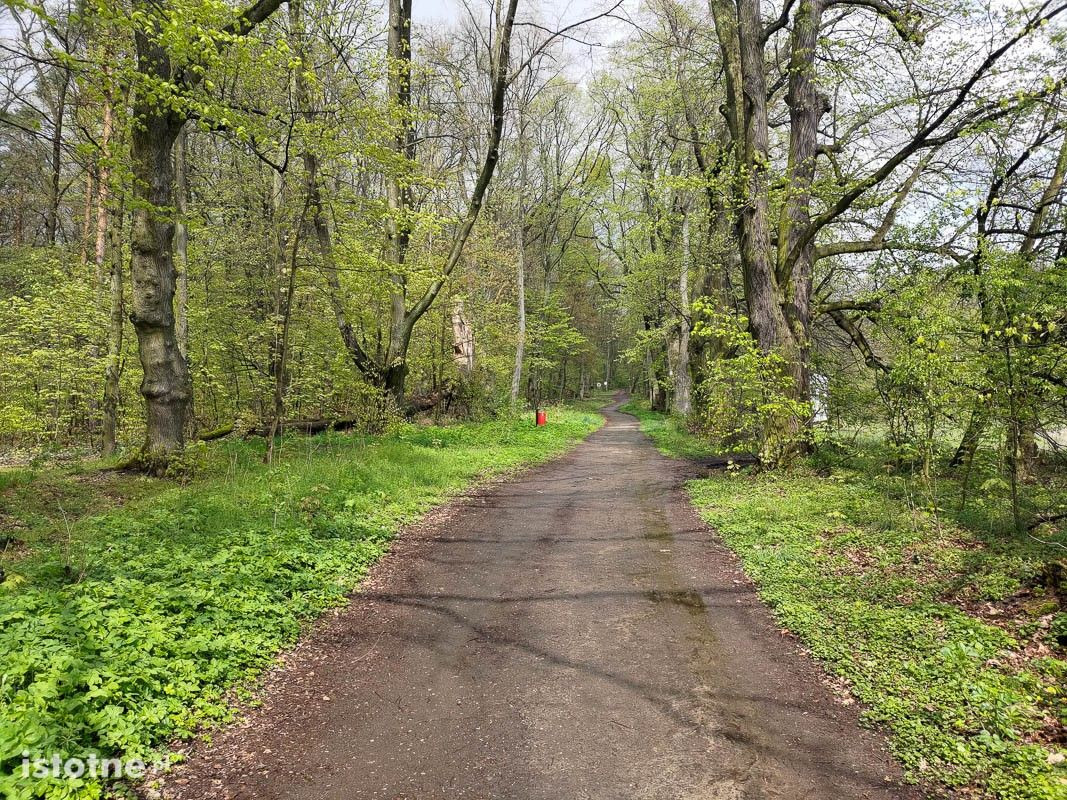 Wiosna w lesie przy ulicy Piastów w Bolesławcu