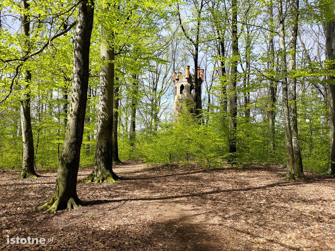 Wiosna w lesie przy ulicy Piastów w Bolesławcu