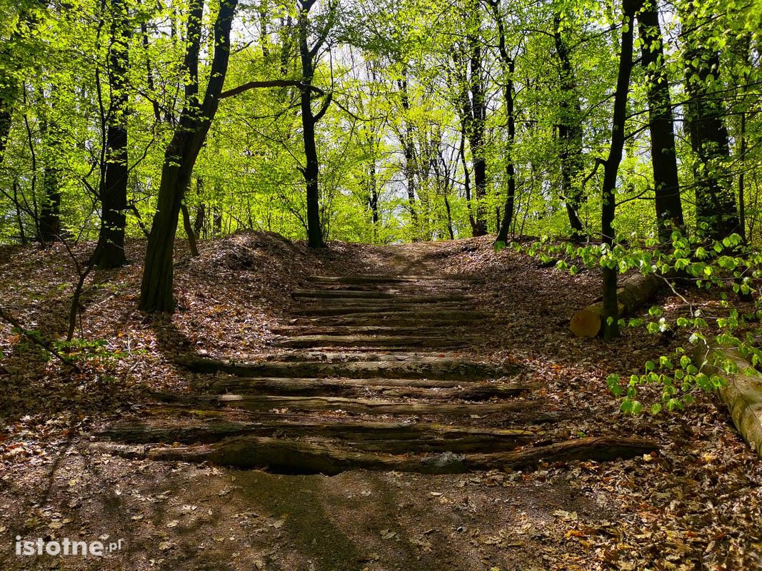 Wiosna w lesie przy ulicy Piastów w Bolesławcu