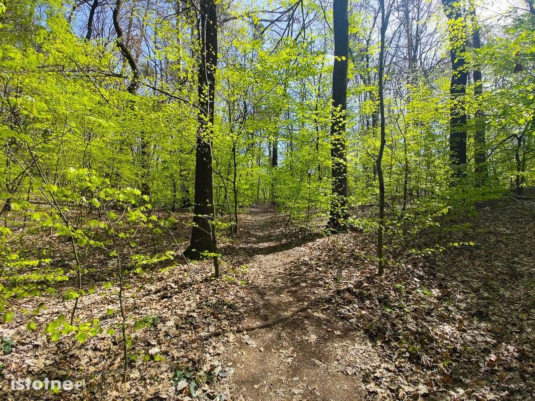 Wiosna w lesie przy ulicy Piastów w Bolesławcu