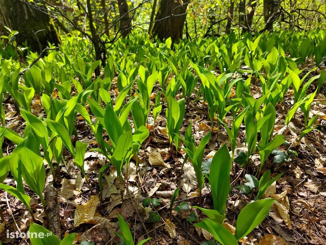 Wiosna w lesie przy ulicy Piastów w Bolesławcu
