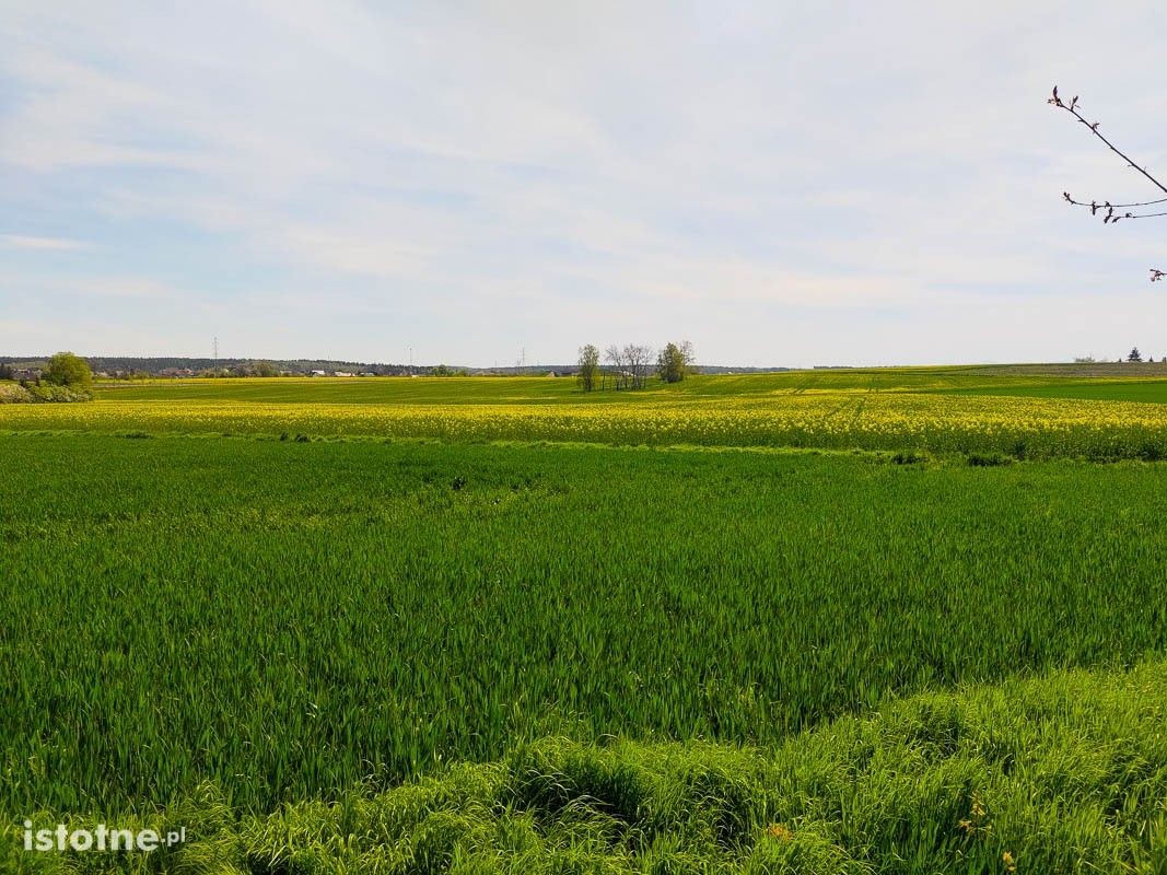 Wiosna w lesie przy ulicy Piastów w Bolesławcu
