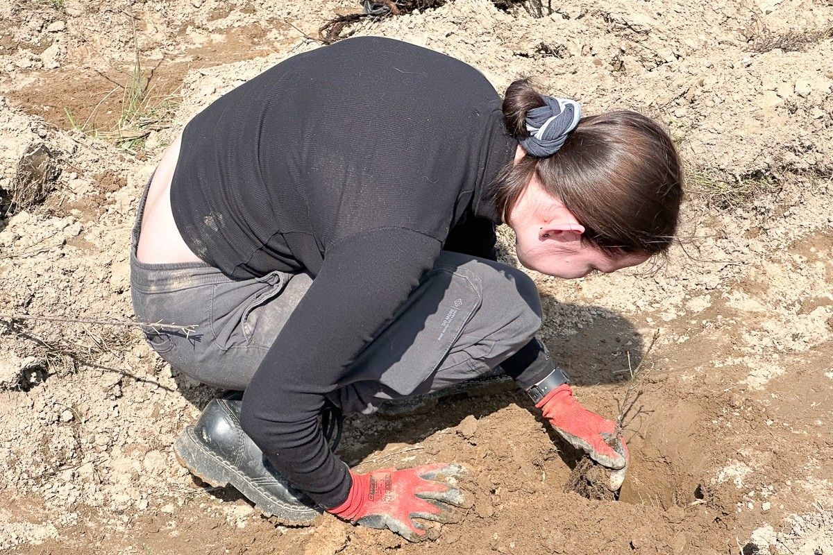 Akcja sadzenia drzew