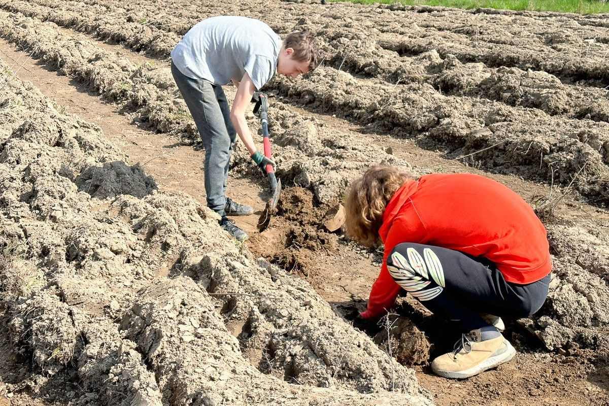 Akcja sadzenia drzew