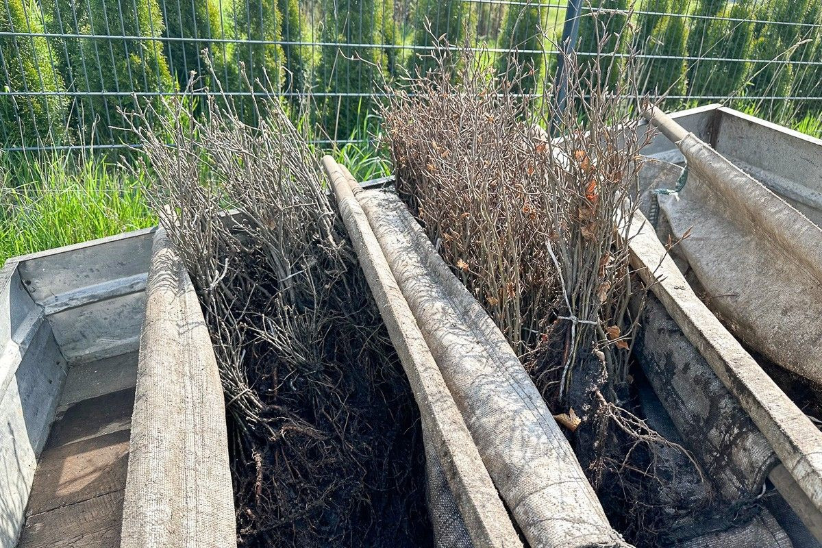 Akcja sadzenia drzew