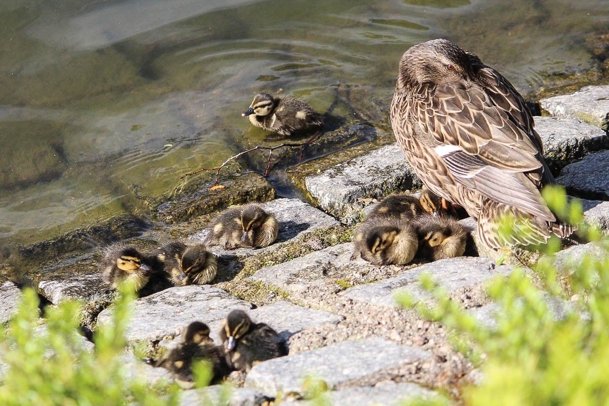 Małe kaczuszki na stawie miejskim w Bolesławcu
