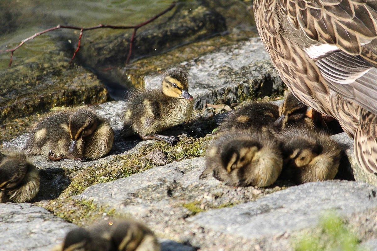 Małe kaczuszki na stawie miejskim w Bolesławcu