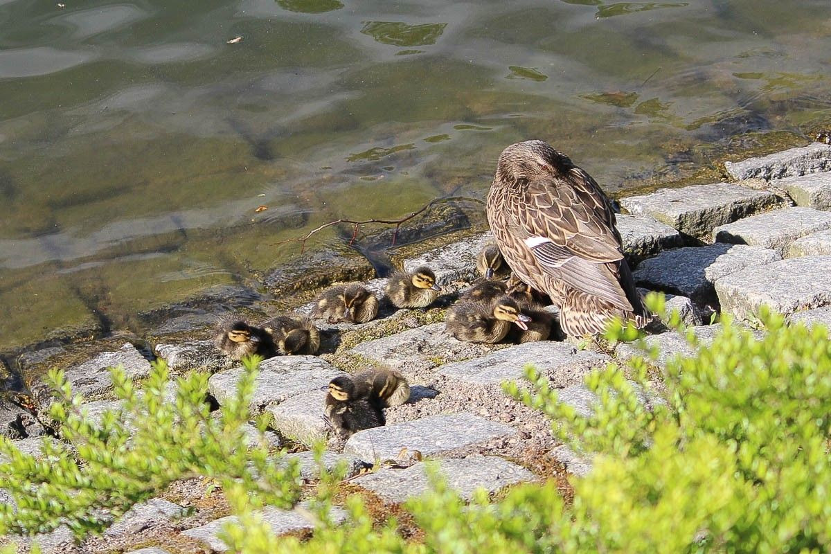 Małe kaczuszki na stawie miejskim w Bolesławcu