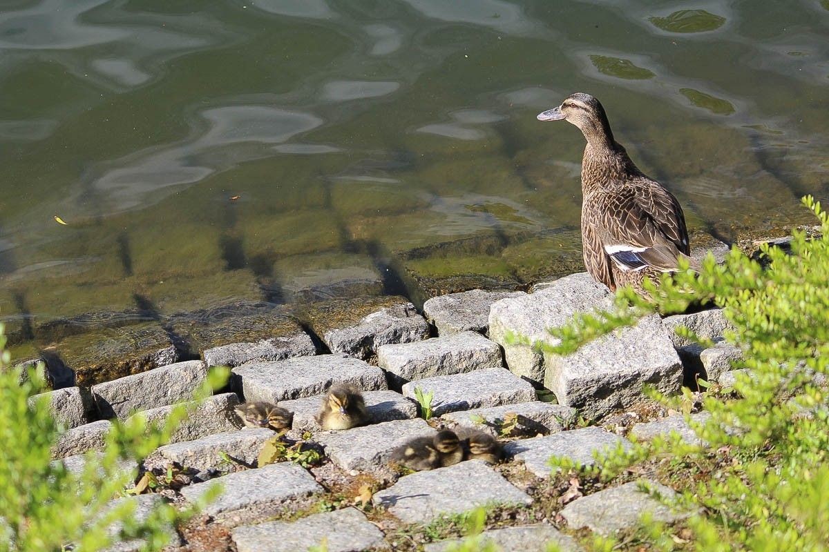 Małe kaczuszki na stawie miejskim w Bolesławcu