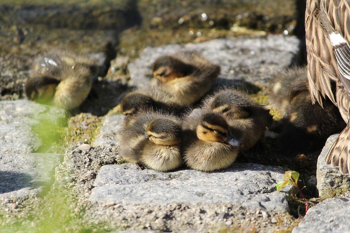 Małe kaczuszki na stawie miejskim w Bolesławcu