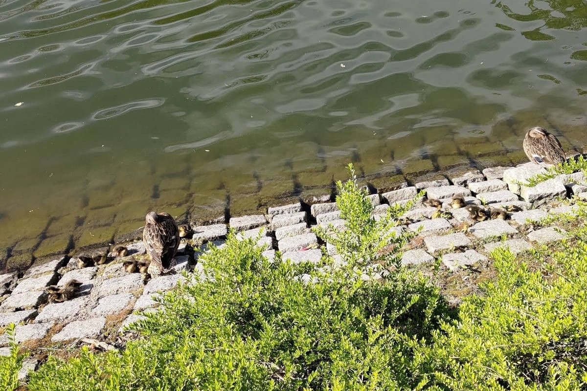 Małe kaczuszki na stawie miejskim w Bolesławcu