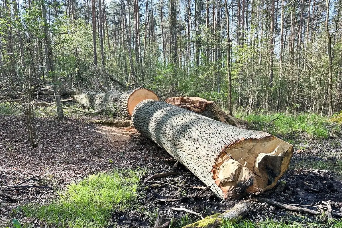 Ścięty dąb