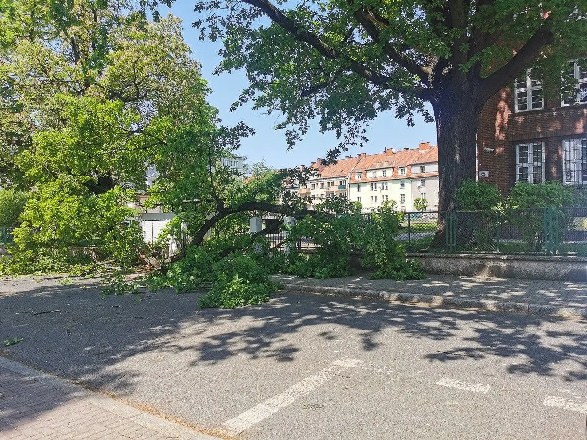 Drzewo spadło na ogrodzenie szkoły