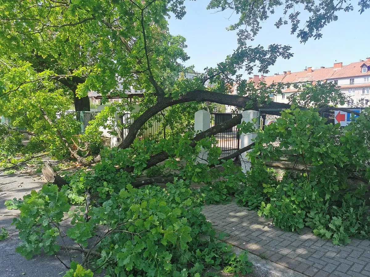 Drzewo spadło na ogrodzenie szkoły