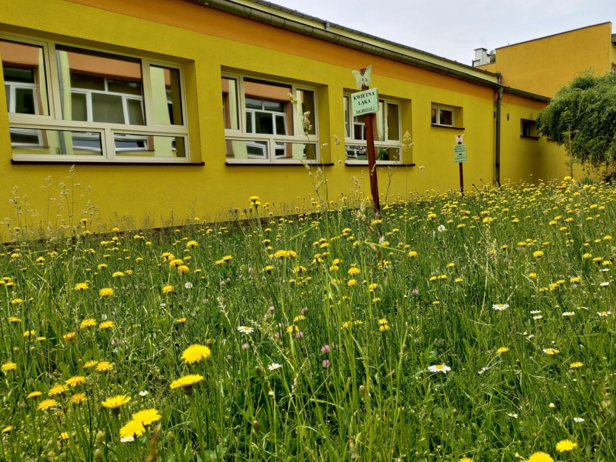 dziki ogród przy Szkole Podstawowej nr 4