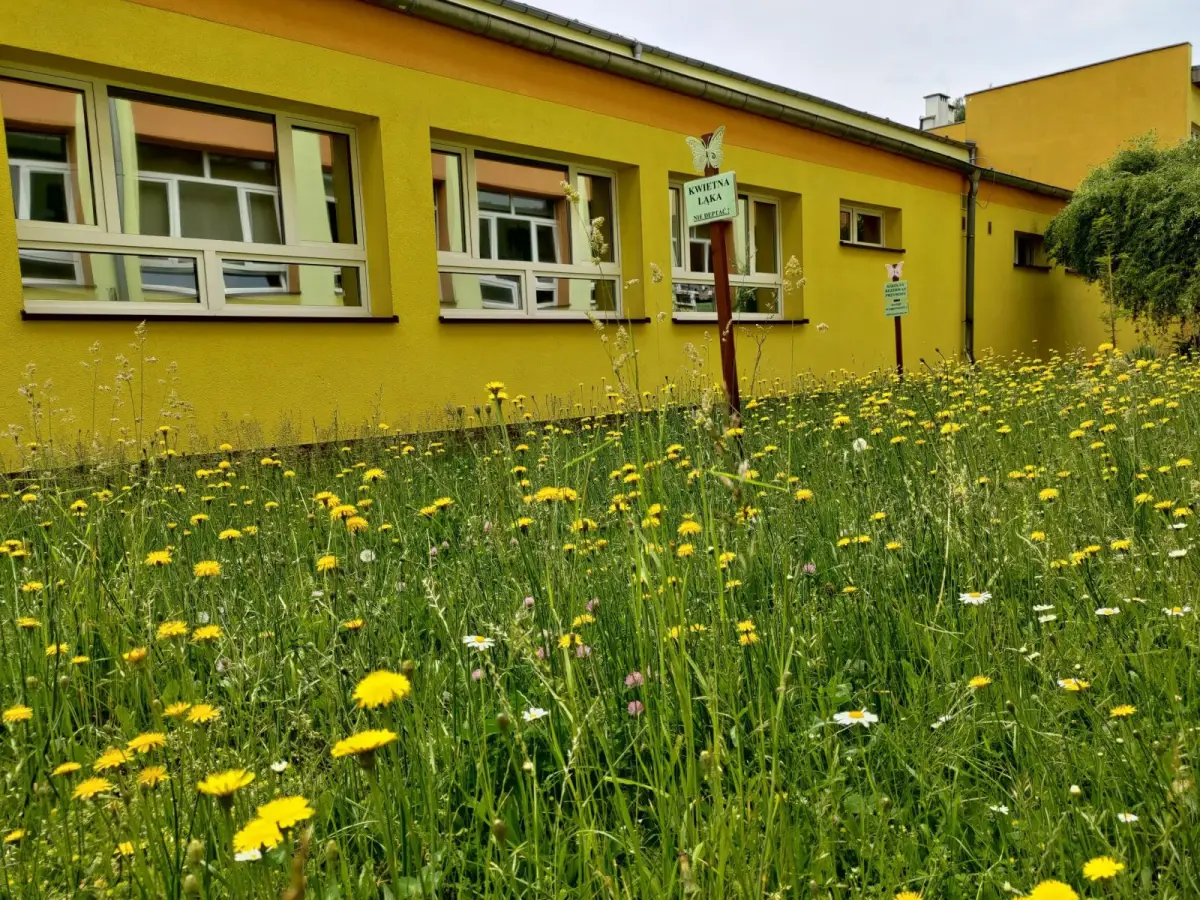 dziki ogród przy Szkole Podstawowej nr 4