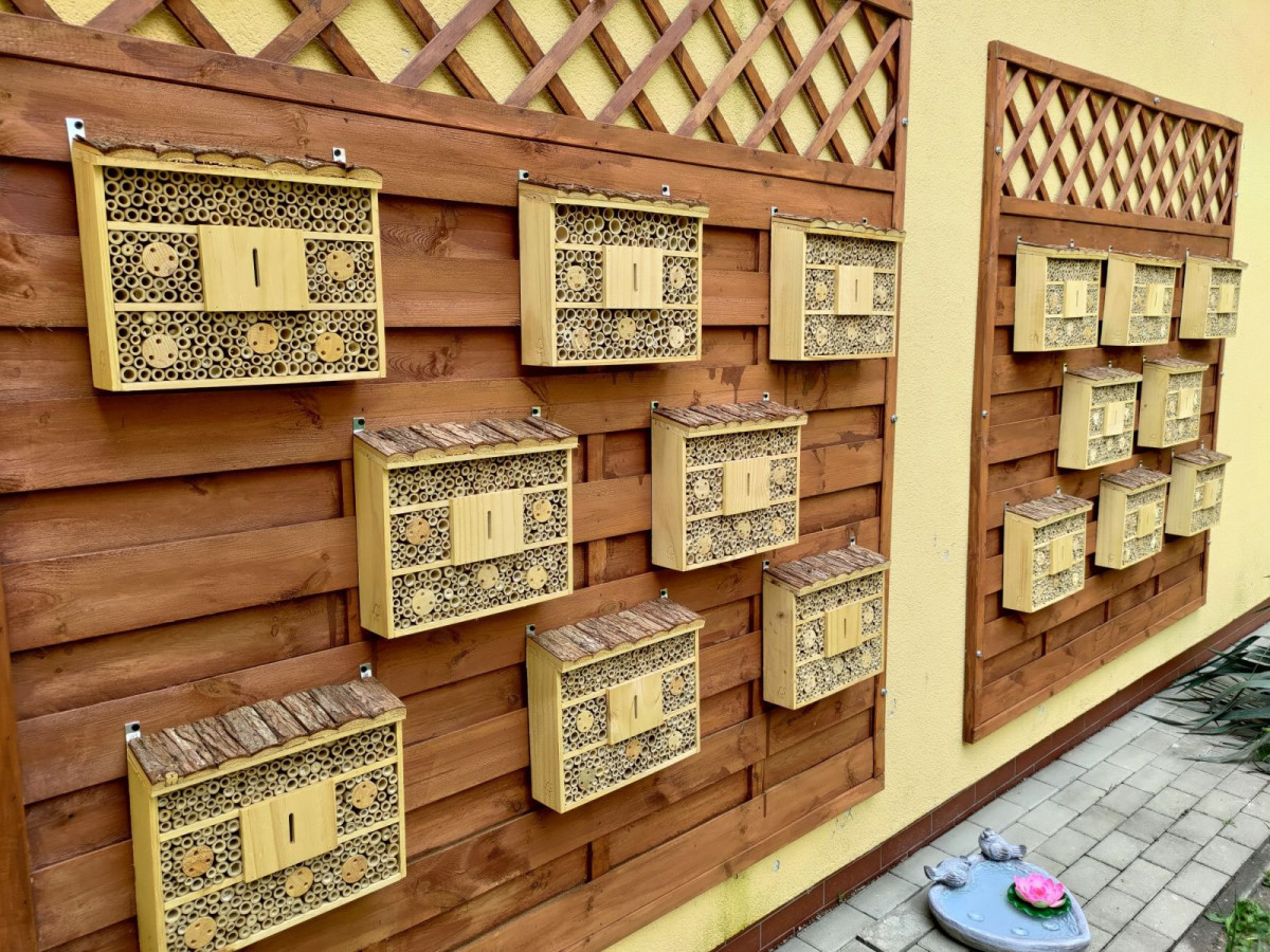 dziki ogród przy Szkole Podstawowej nr 4