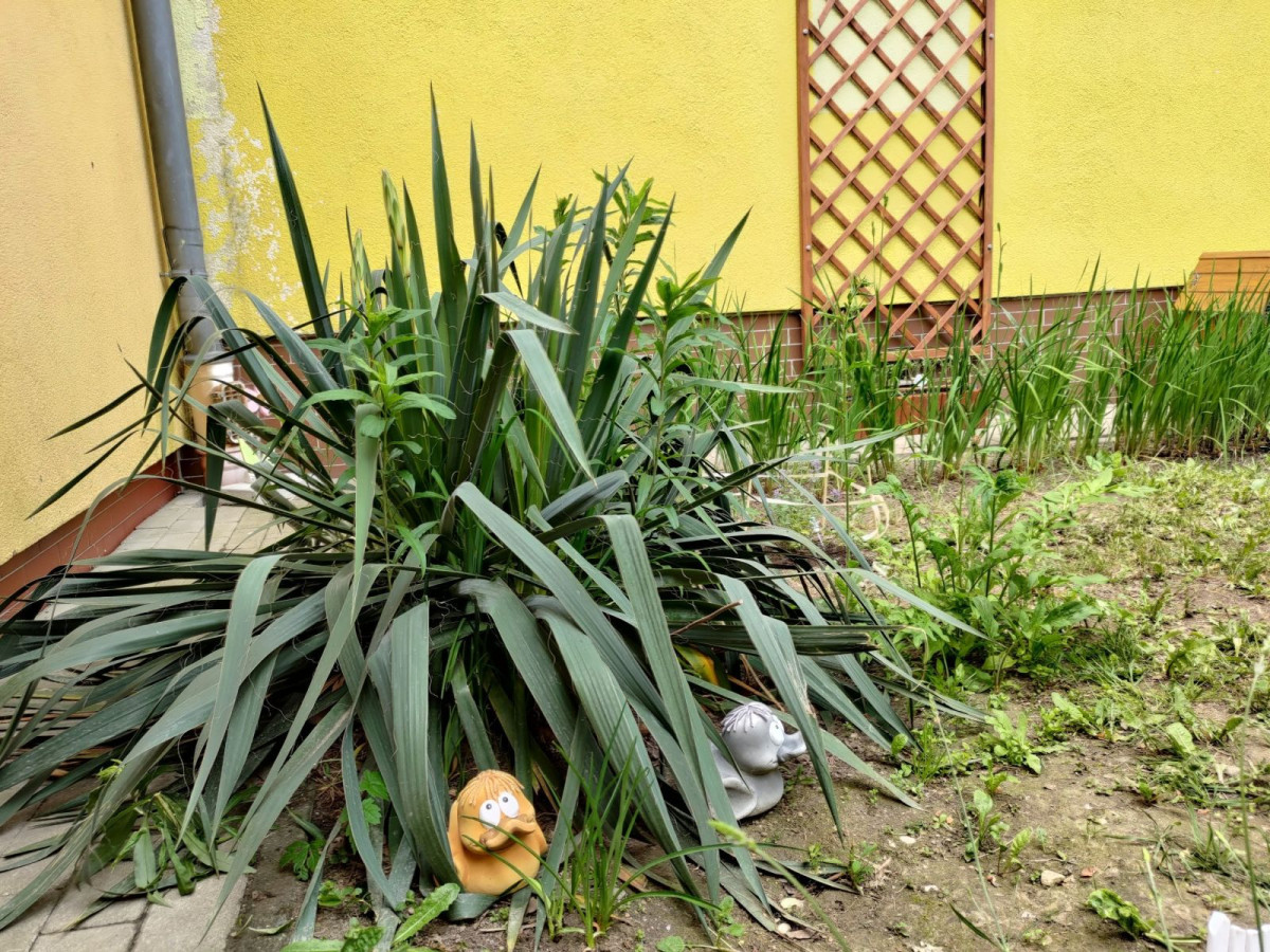 dziki ogród przy Szkole Podstawowej nr 4