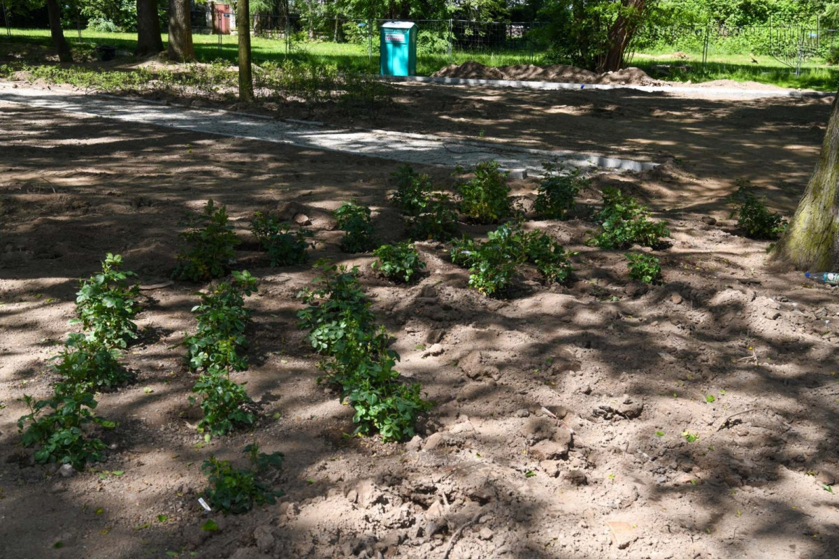 Prace w parku przy Zgorzeleckiej w Bolesławcu