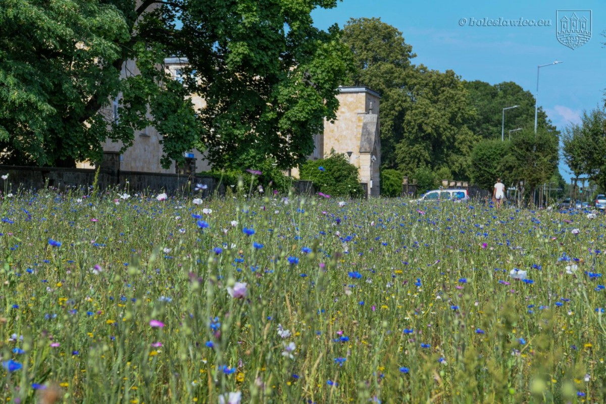 Kwietna łąka przy alei Tysiąclecia. Wkrótce zakwitną kolejne