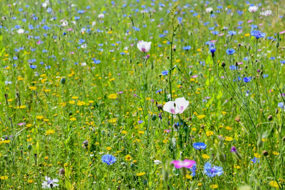 Kwietna łąka przy alei Tysiąclecia. Wkrótce zakwitną kolejne