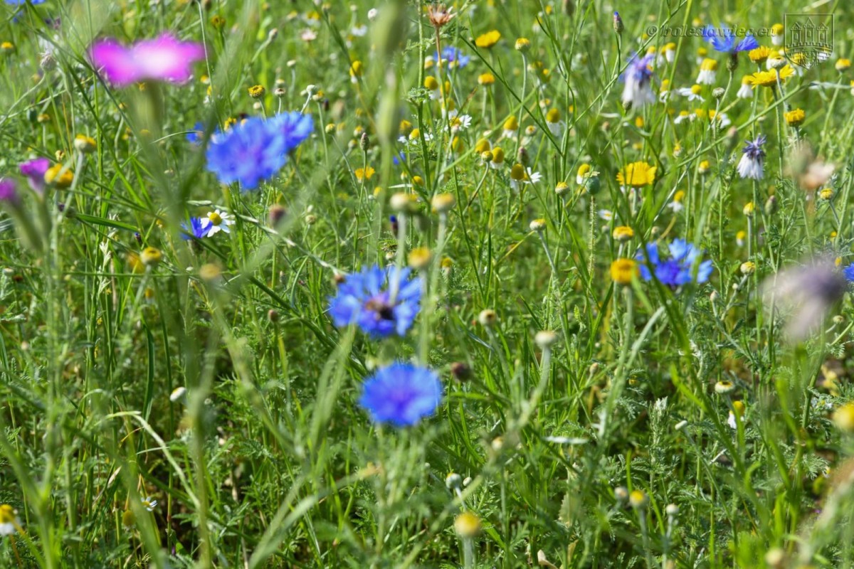 Kwietna łąka przy alei Tysiąclecia. Wkrótce zakwitną kolejne