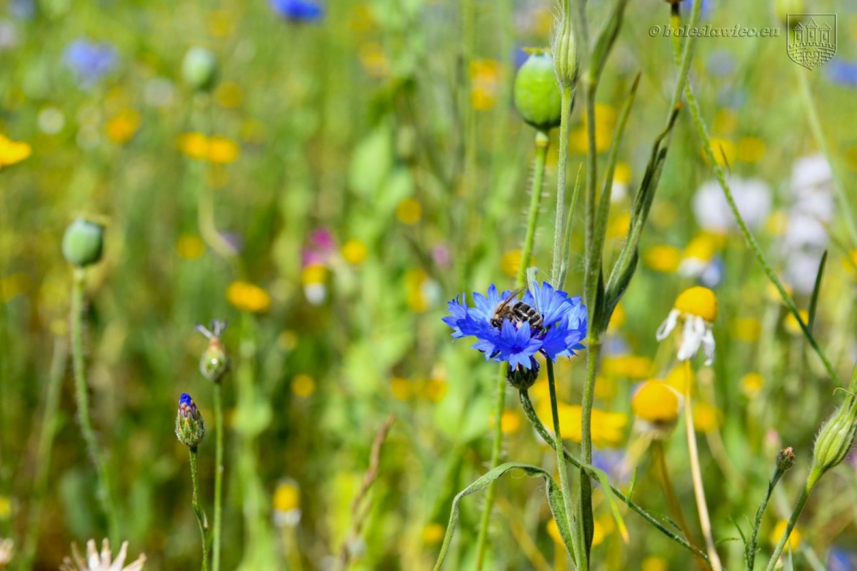 Kwietna łąka przy alei Tysiąclecia. Wkrótce zakwitną kolejne