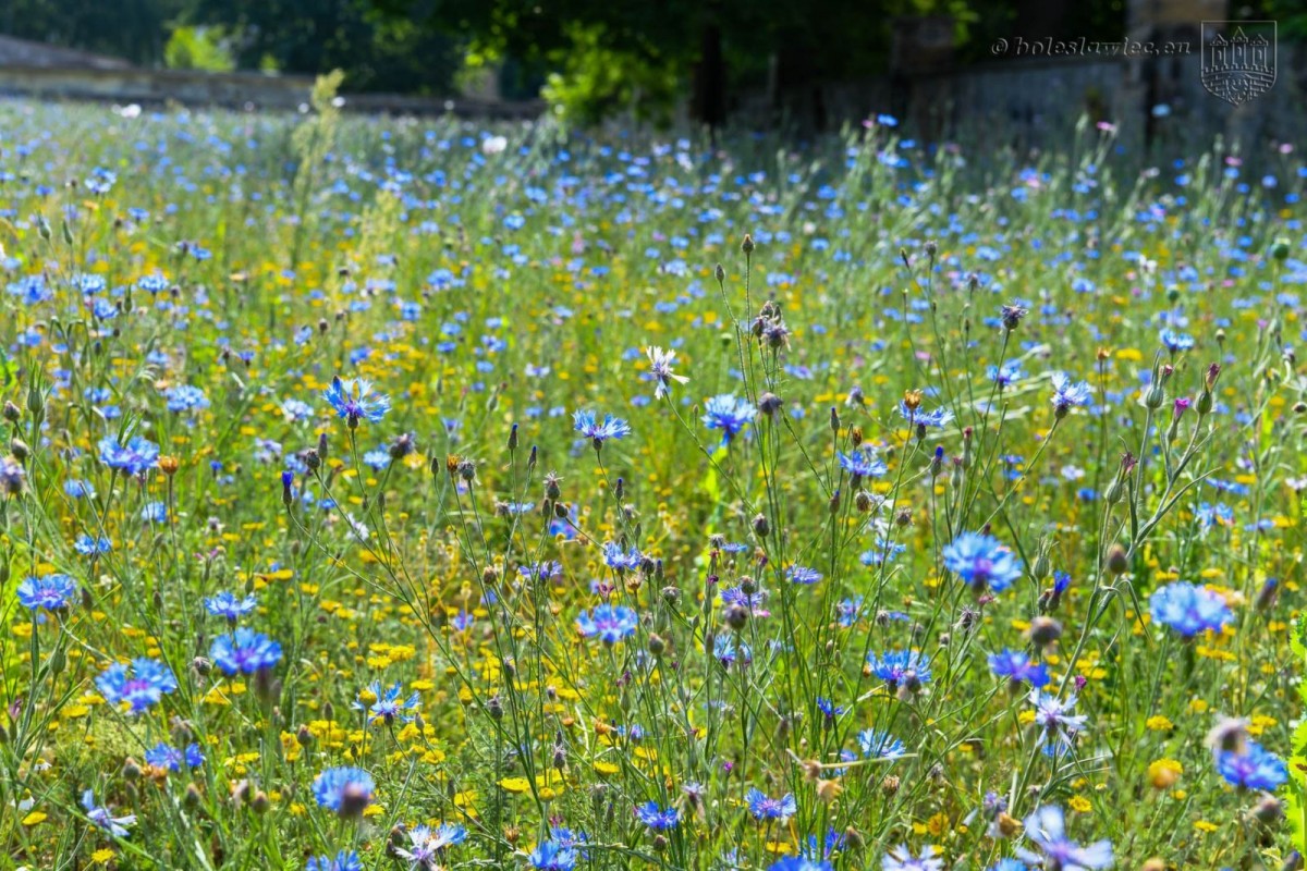 Kwietna łąka przy alei Tysiąclecia. Wkrótce zakwitną kolejne