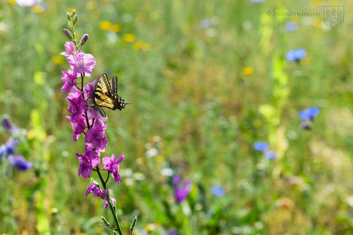 Kwietna łąka przy alei Tysiąclecia. Wkrótce zakwitną kolejne