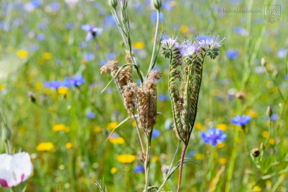 Kwietna łąka przy alei Tysiąclecia. Wkrótce zakwitną kolejne