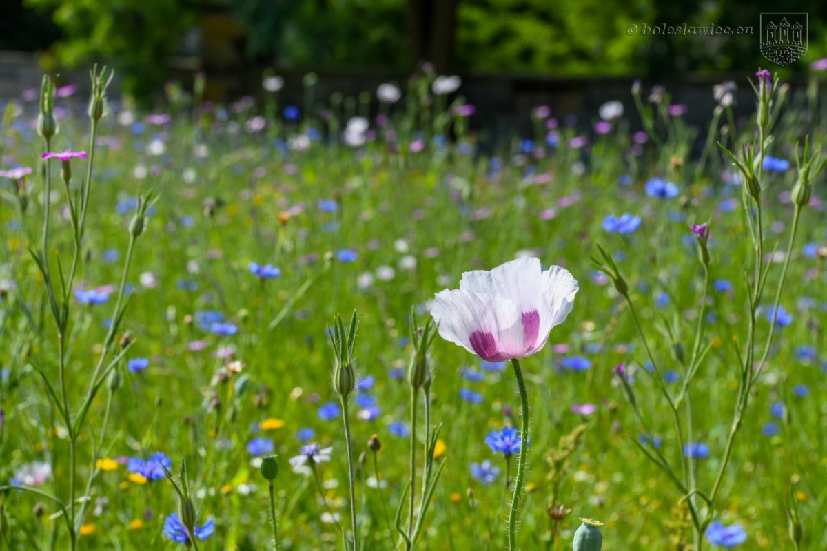 Kwietna łąka przy alei Tysiąclecia. Wkrótce zakwitną kolejne