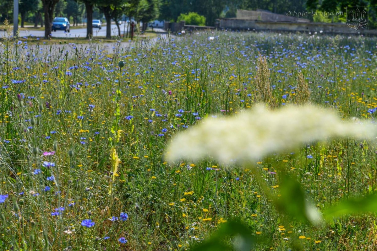 Kwietna łąka przy alei Tysiąclecia. Wkrótce zakwitną kolejne