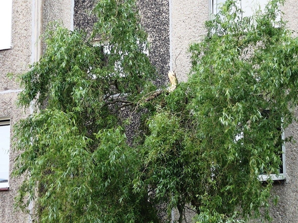 Akcja staży pożarnej przy ulicy Kleeberga w Bolesławcu
