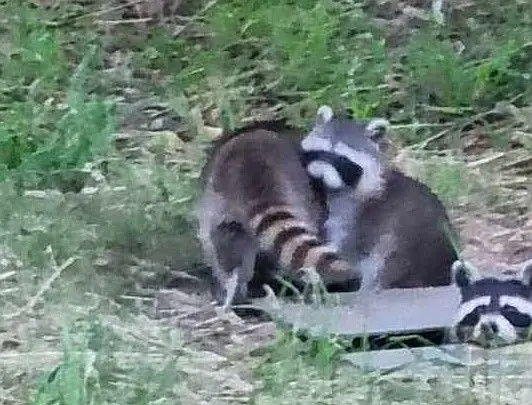 Szopy na terenie szpitala w Bolesławcu