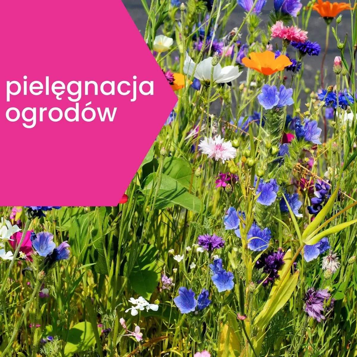 Pielęgnacja Ogrodów i Terenów Zielonych przez Czystasprawa24.pl z Bolesławca