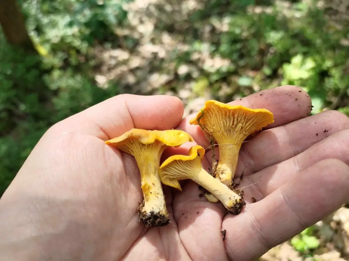 Їстівні лисички
