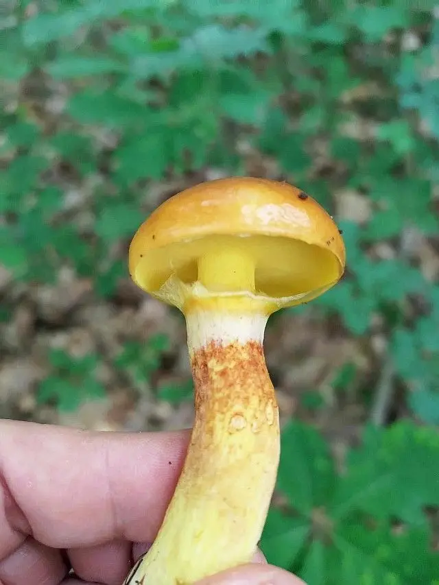 Жовтий маслюк