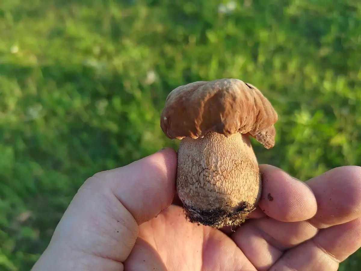 Borowik usiatkowany